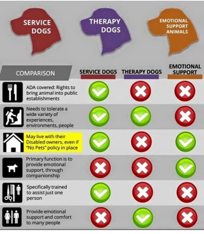 Emotional Support Animal, Therapy Dog, or Service Animal? Is there a